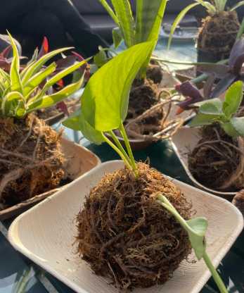 Handcrafted kokedama moss ball plantings