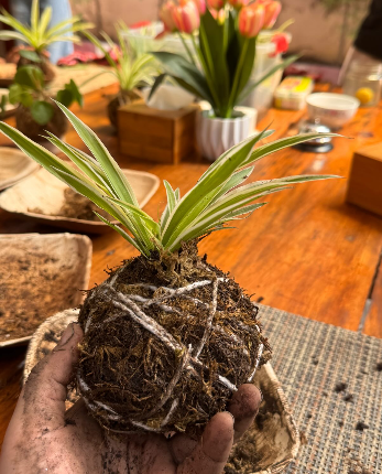 Handcrafted kokedama moss balls with living plants