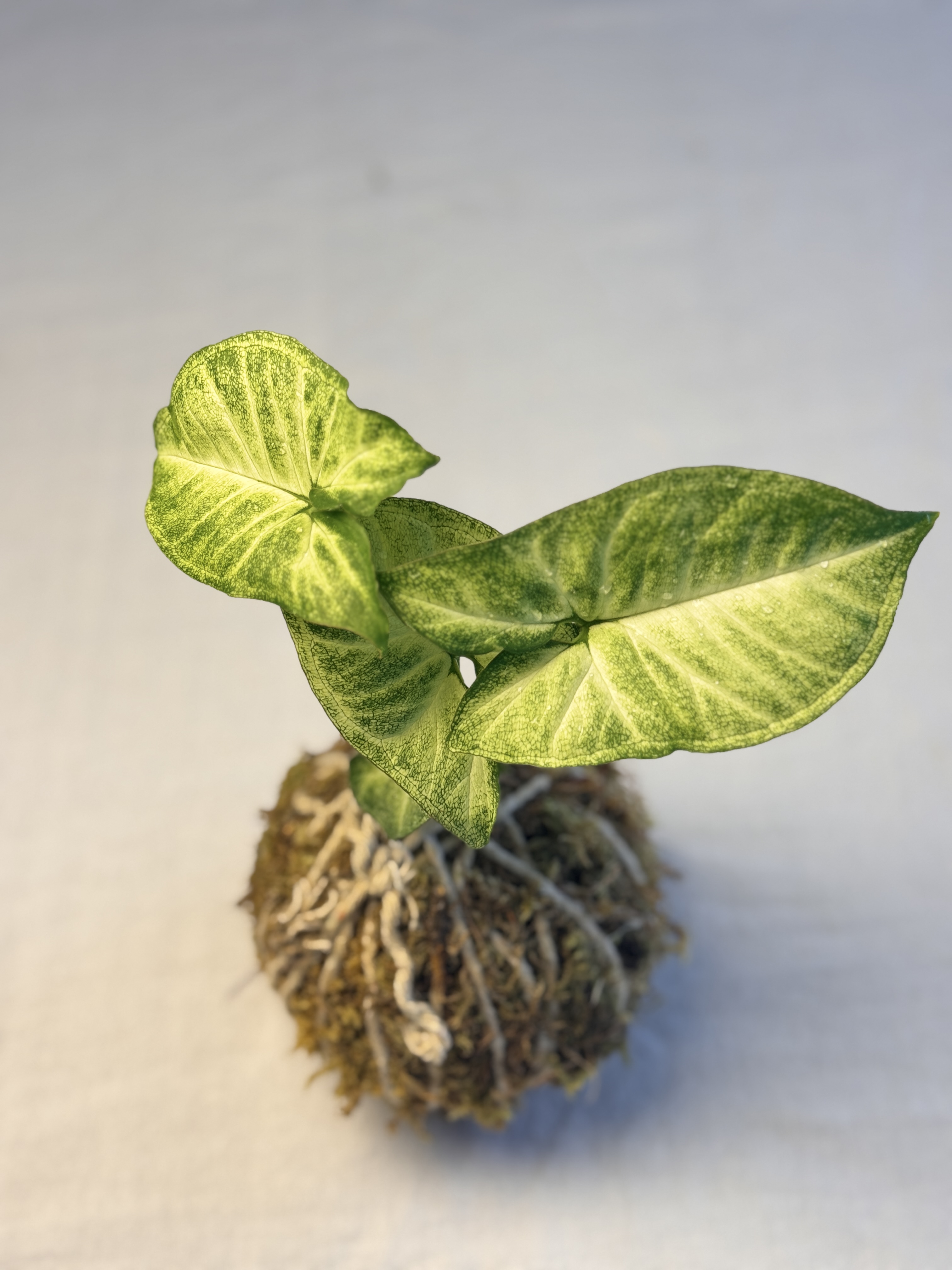 Collection of kokedama moss balls