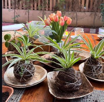 A collection of kokedama moss ball plantings