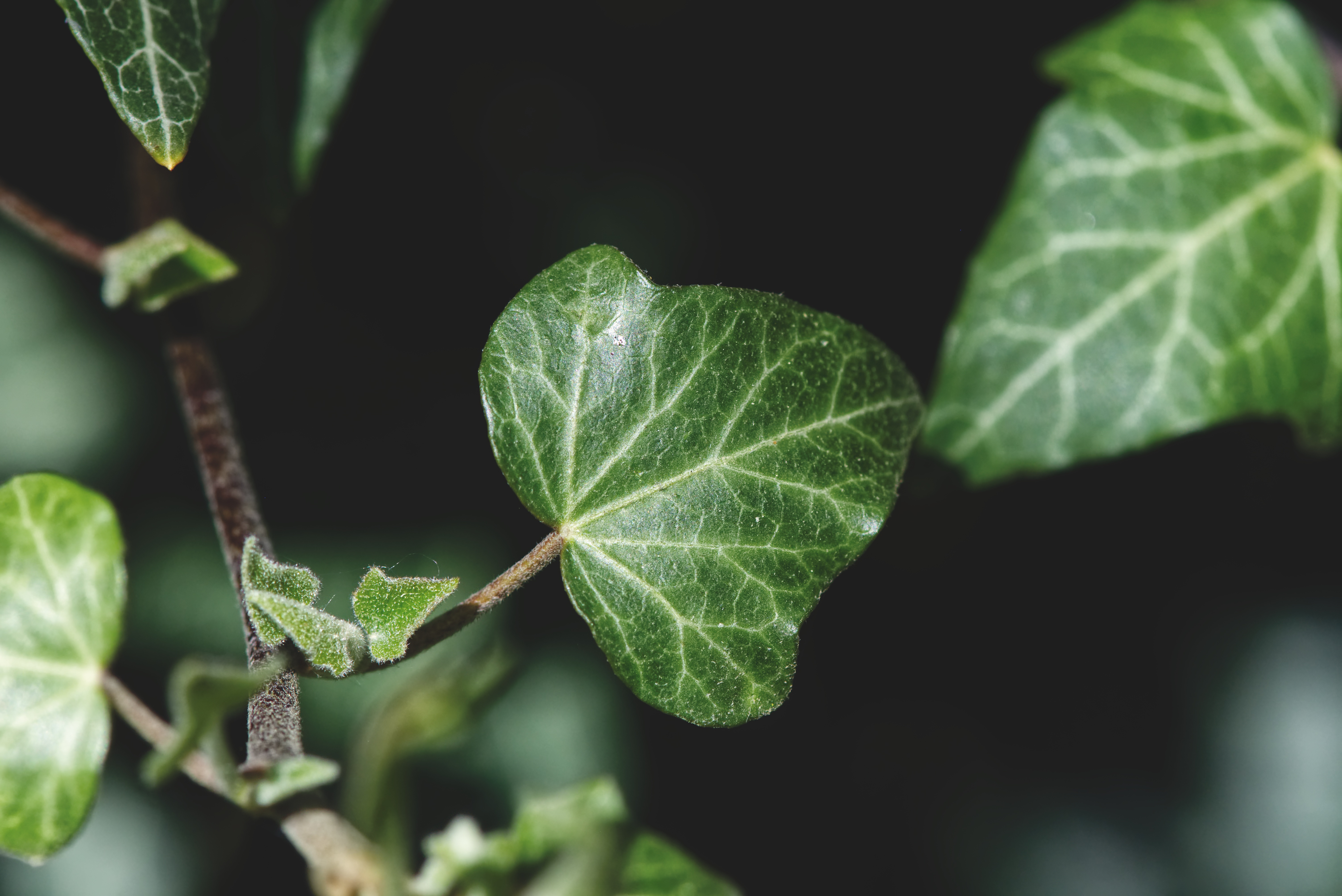 Environmental restoration in Nepal